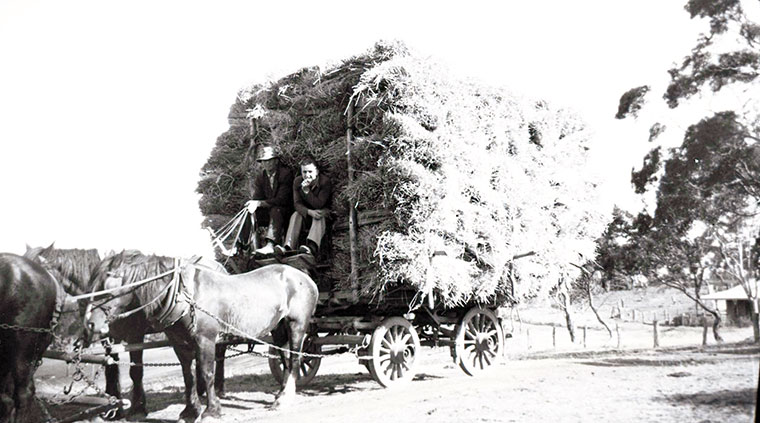 29 A load of hay brought from Strathalbyn after the 1939 fire